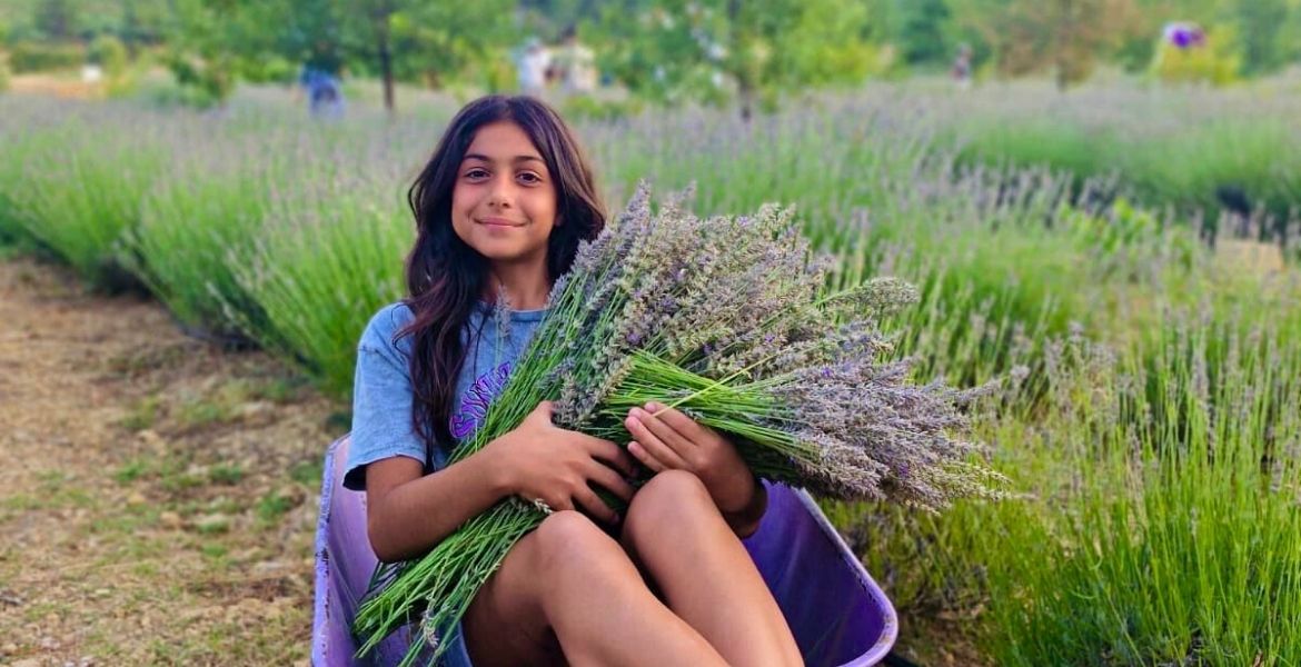 ÖĞRENCİLERE BURS OLAN LAVANTALAR HASAT EDİLDİ-POSTA