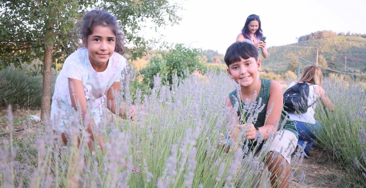   ÖĞRENCİLERE BURS OLAN LAVANTALAR HASAT EDİLDİ-MİLLİYET