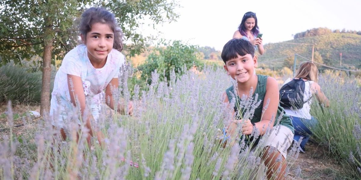 LAVENDERS TURNING INTO SCHOLARSHIP HAVE BEEN HARVESTED