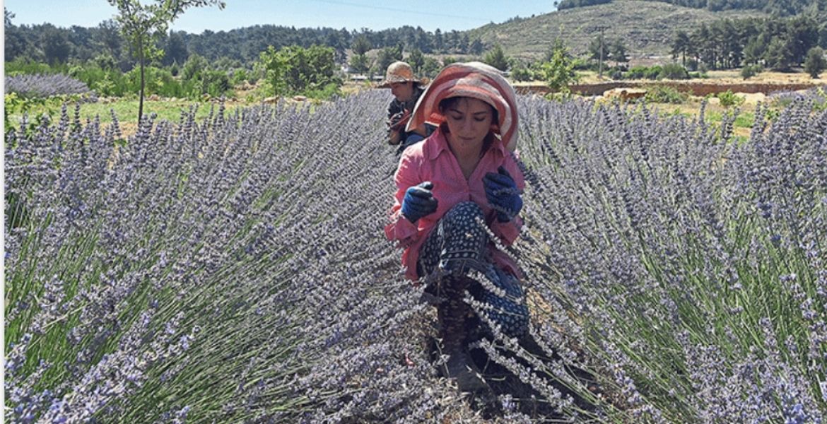 ÜNİVERSİTELİLERE MİS KOKULU BURS