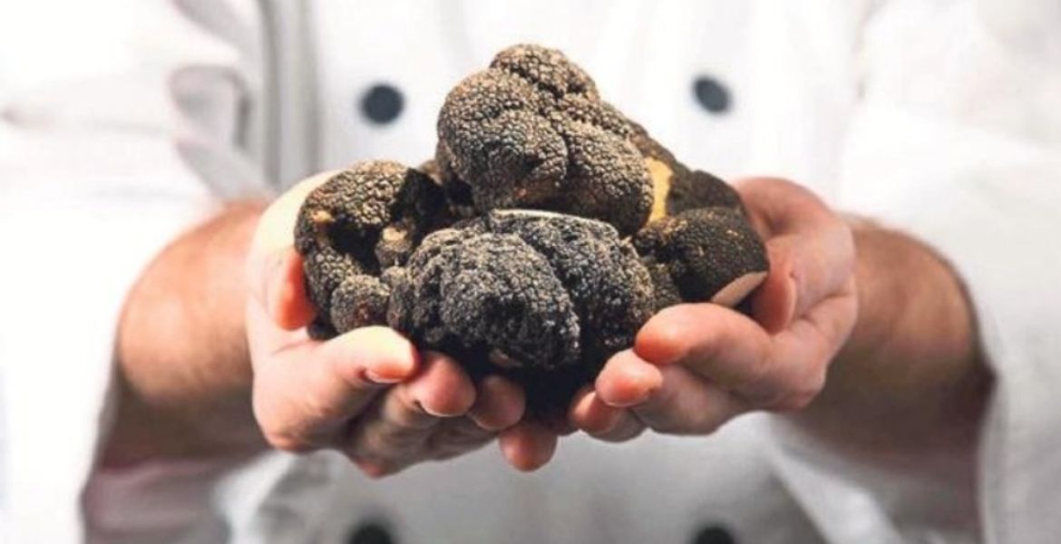 TRÜF MANTARININ KİLOGRAMI 1000 EUROYA ALICI BULUYOR