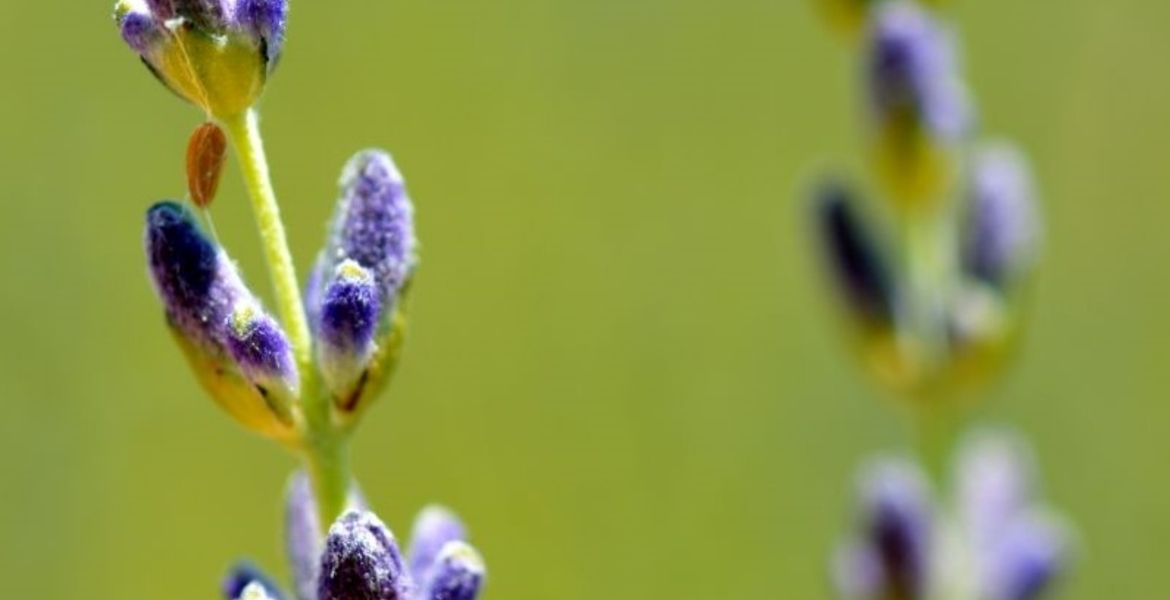 MUĞLA’DA LAVANTADAN ELDE EDİLEN GELİRLE ÖĞRENCİLERE BURS VERİLİYOR