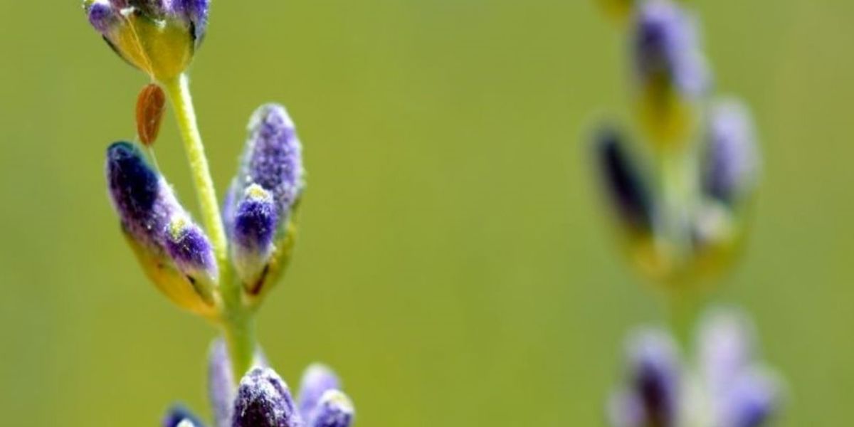 MUĞLA’DA LAVANTADAN ELDE EDİLEN GELİRLE ÖĞRENCİLERE BURS VERİLİYOR
