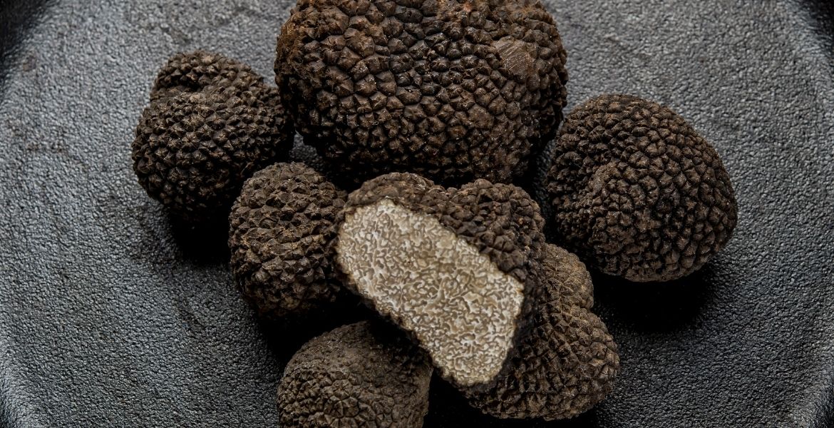 TRÜF MANTARI EĞİTİM BURSU OLACAK