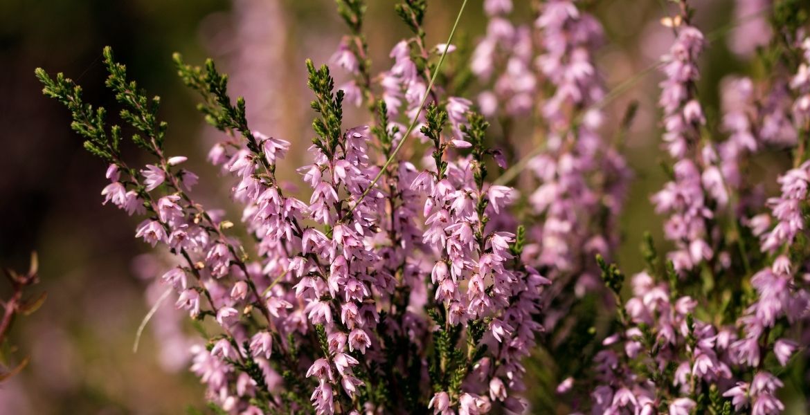 ÇAM BALINA BİR KARDEŞ GELİYOR