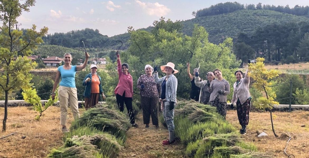 ÖĞRENCİLERE BURS OLAN LAVANTALAR HASAT EDİLDİ-SABAH GAZETESİ